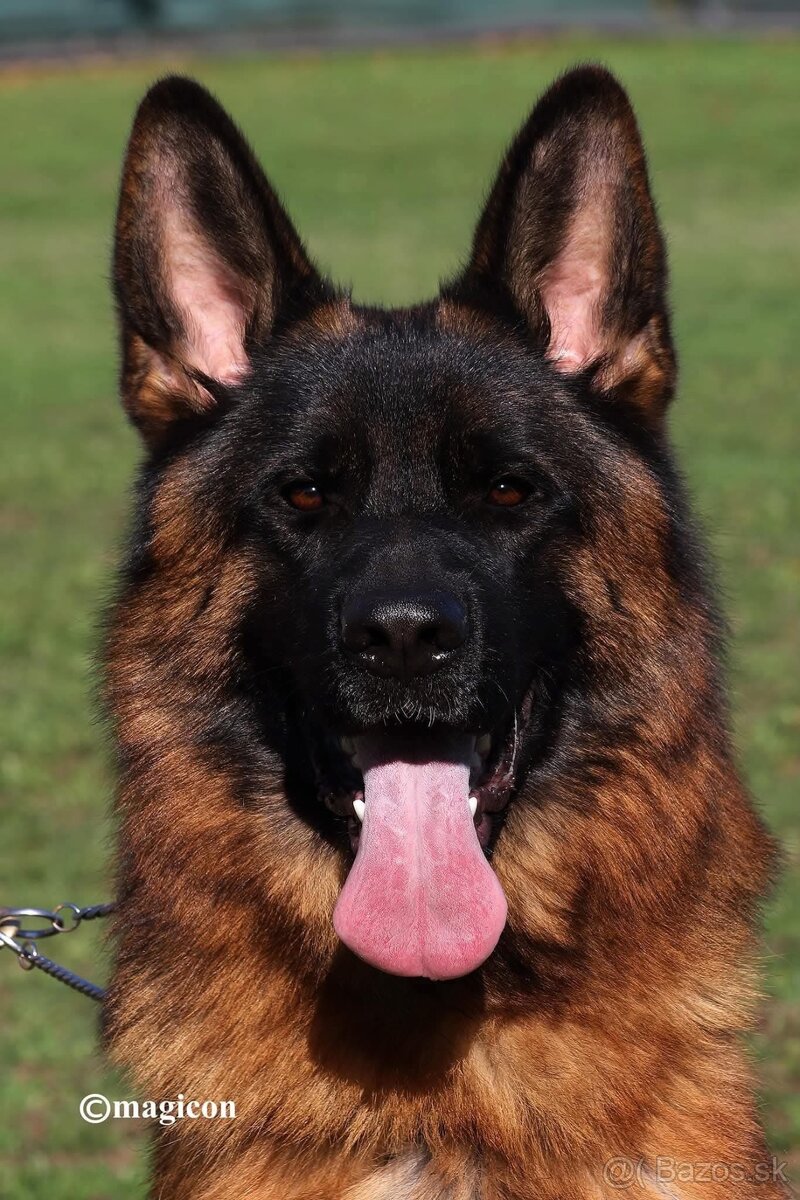 Šteniatka nemeckého ovčiaka s PP - 5