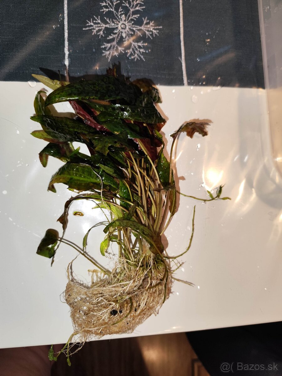 Akvárijne rastliny - 5