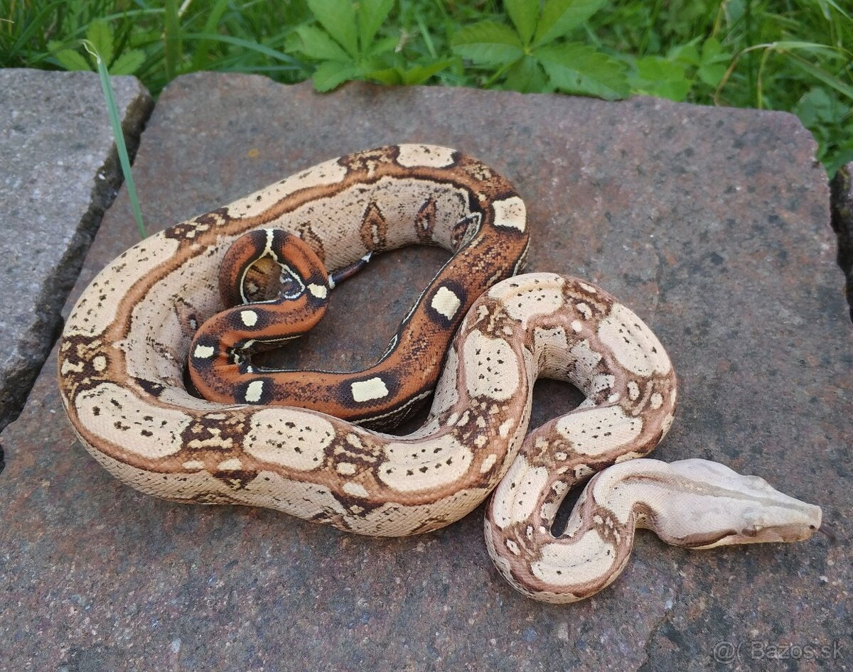 Boa imperator - Keltic VPI Albino, VPI Sunglow - 5