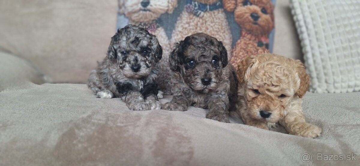 Trpaslíci pudel - 5