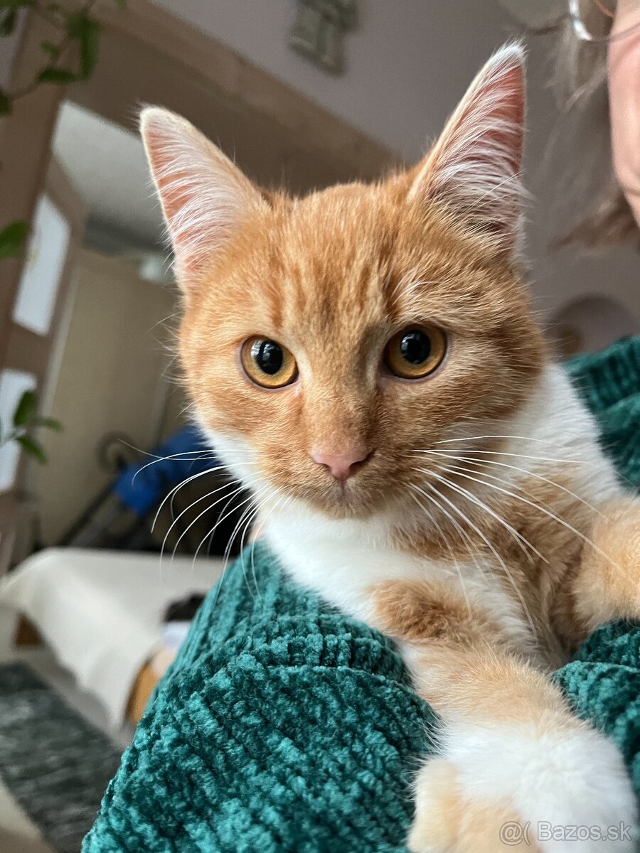 Darujem malého kocúrika - 5