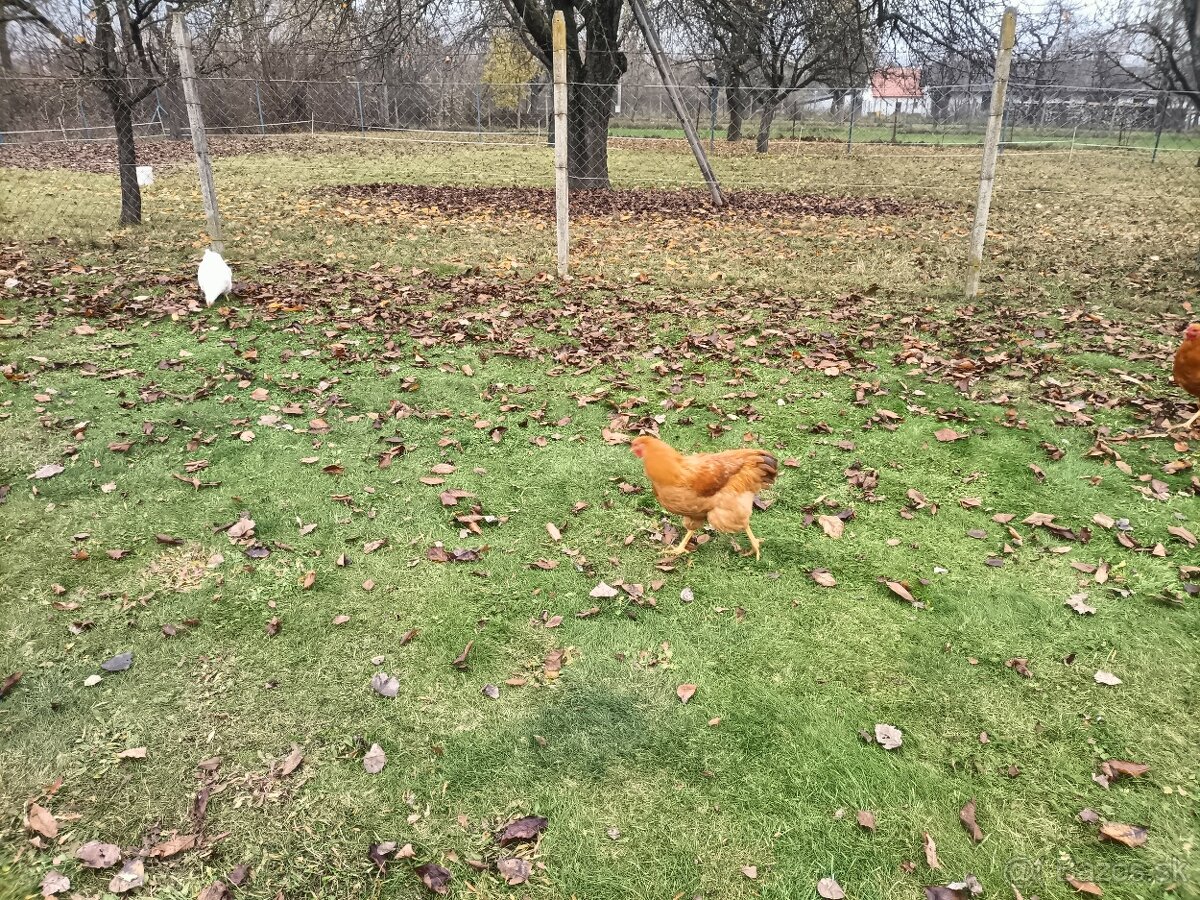 Predám Kohúty Oravka Hnedá a Vlaška Jarabičia - 5