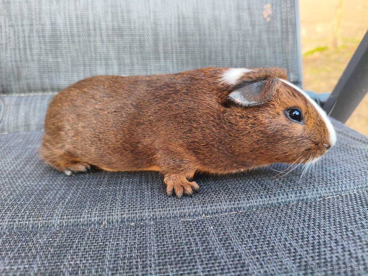Cuy morčata - 5