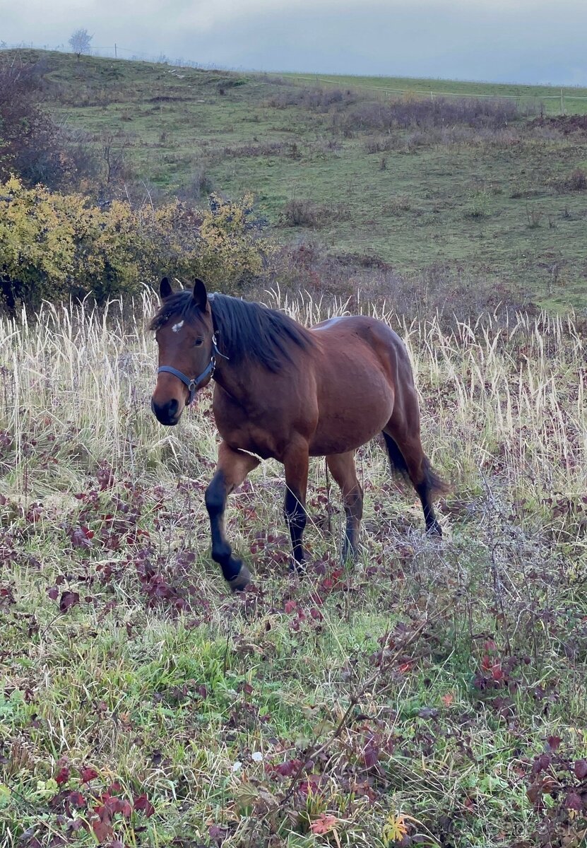 Mladý valach kríženec norika - 5