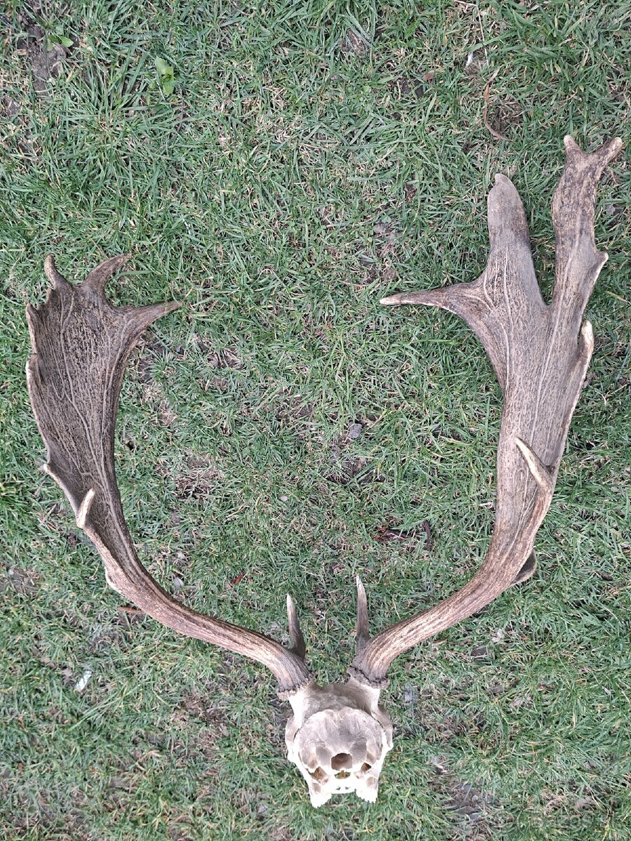 Daniel,trofej,parohy,zhody,trofeje - 5