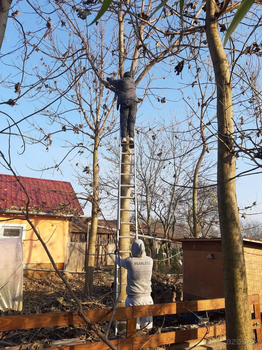 Rýchlorastúci strom-Paulownia clon in vitro 112 - 5