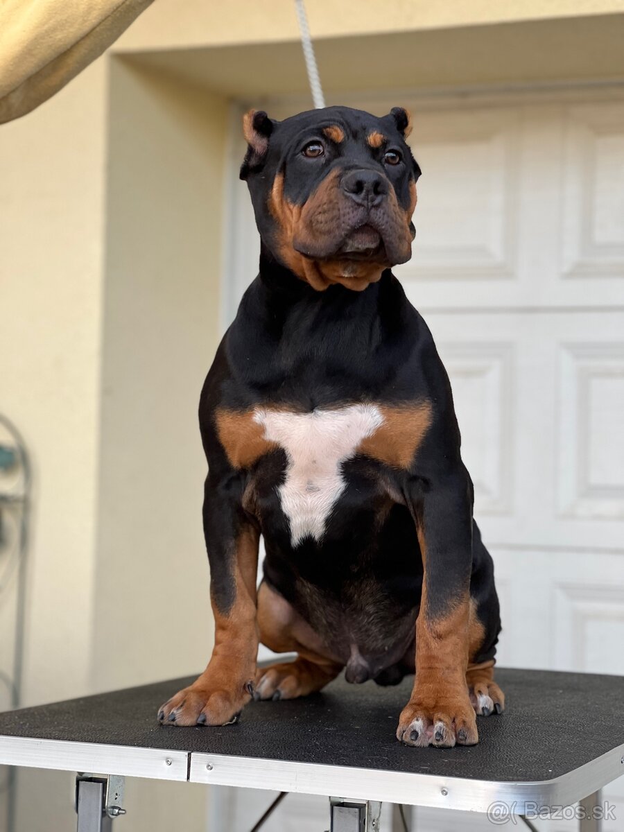 AMERICAN BULLY XL s PP - 5