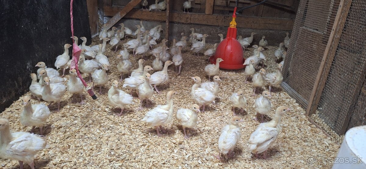 🔥 TOP DOMÁCE MORKY – PRÉMIOVÁ KVALITA OD SKÚSENÉHO CHOVATEĽ - 5