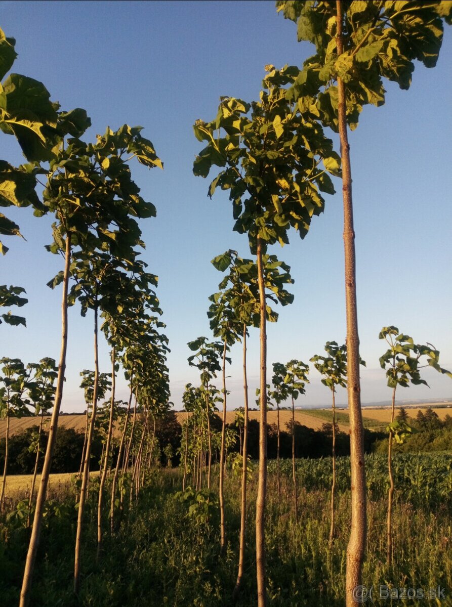 Semienka Paulownia - 5