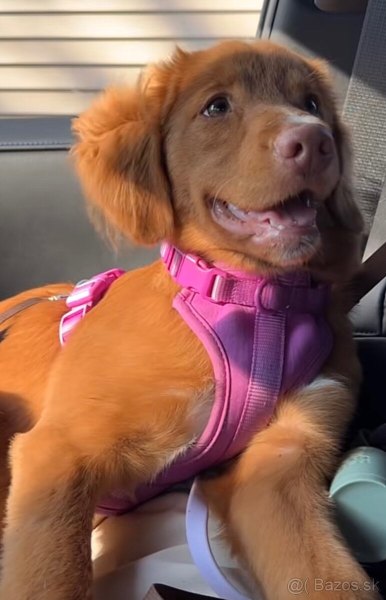 Duck tolling retriever - 5