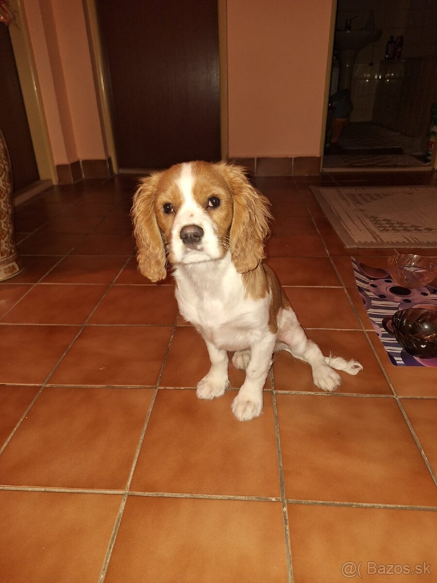 Cavalier King španiel - 5