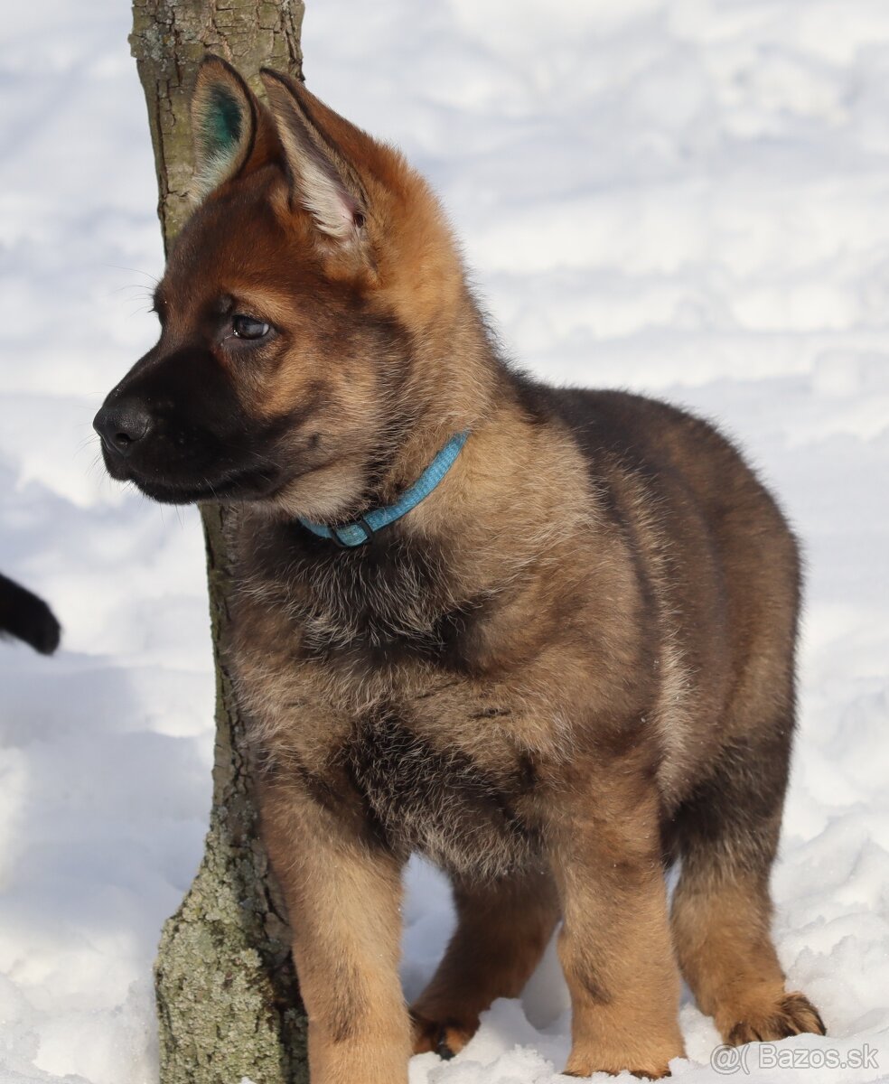 Německý ovčák s PP - 5
