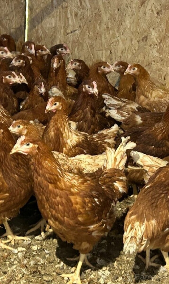 Predám mladé 19tyždnove nosnice - 5