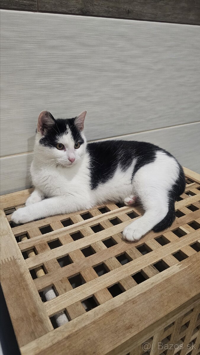 Darujem 4,5mesačného kocúrika,zaočkovaný,zdravý - 5