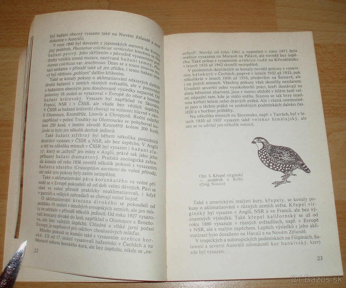 Bažanti a ostatní hrabaví - 5