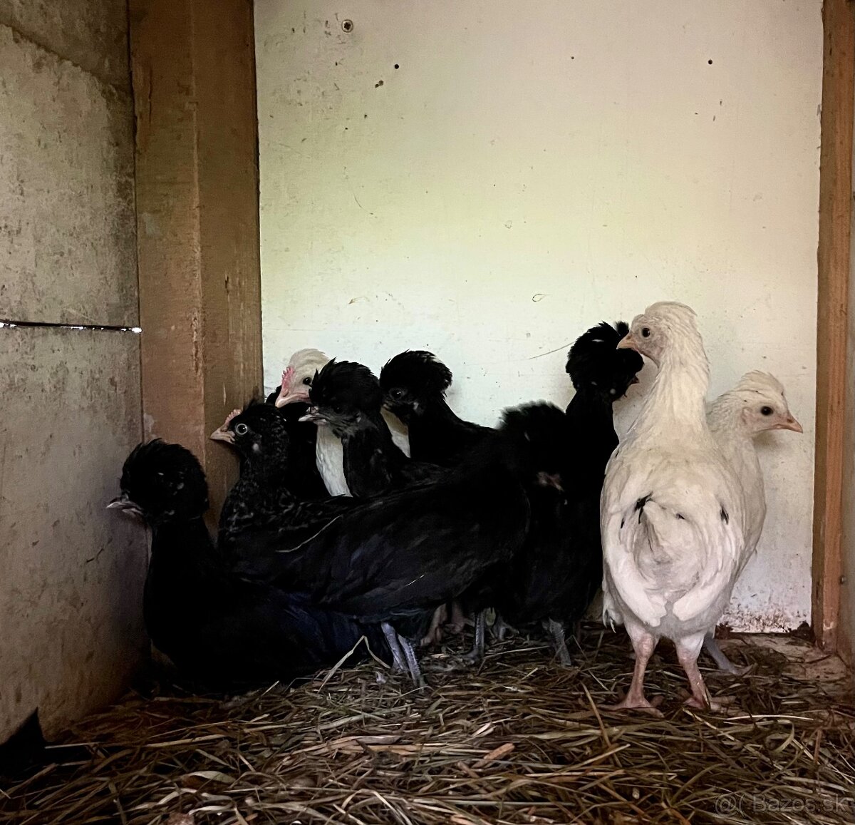 Okrasné sliepky a kohúty - 5