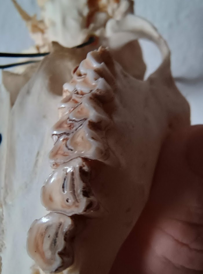 Trofej trofeje parohy parožie zhody,,,, - 5