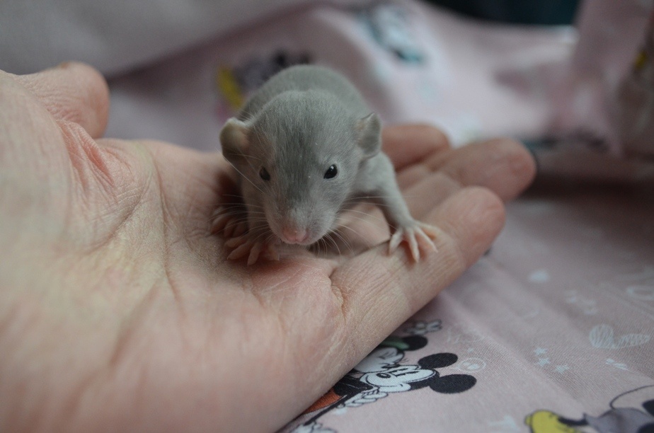 Potkaníky s rodokmeňom - rezervácie - 5