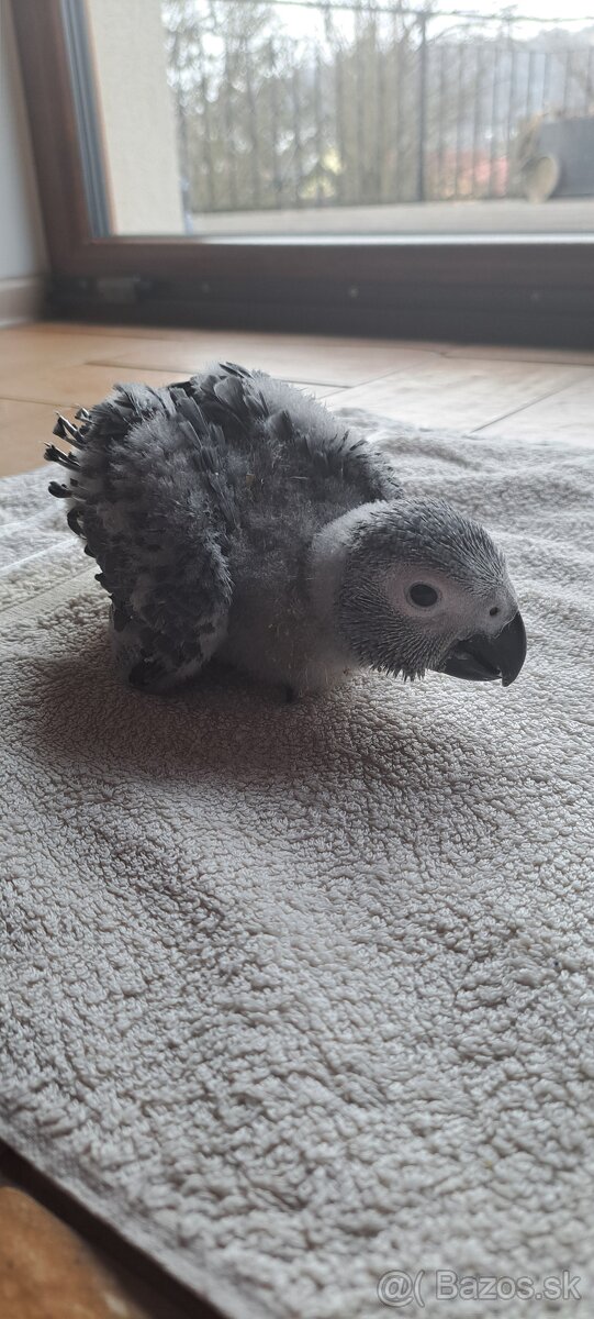 Papagaj žako kongo - 5