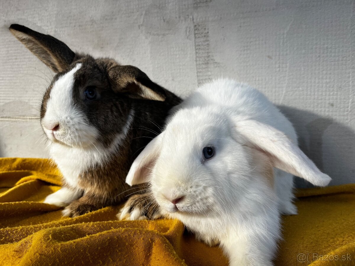 Predám zakrslých barančekov - 5