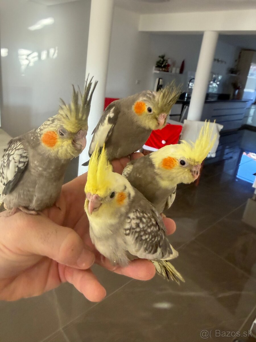 Korely ručne dokrmena Krotká - 5