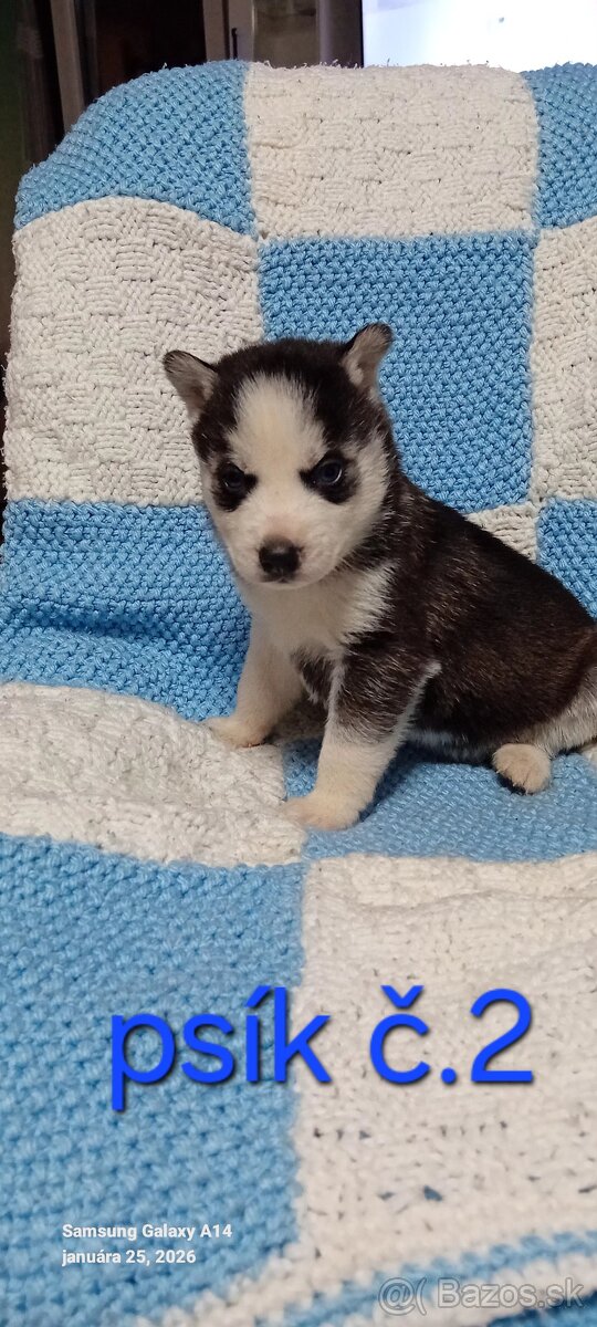 Sibirsky husky steniatka - 5