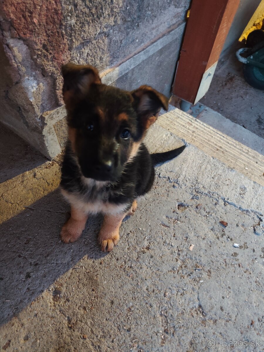 Nemecký ovčiak - 5