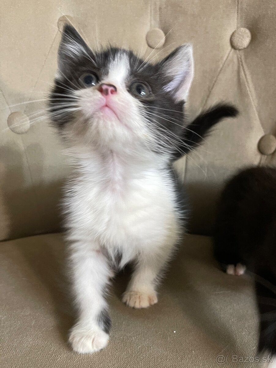 Polobritské mačiatka - 5