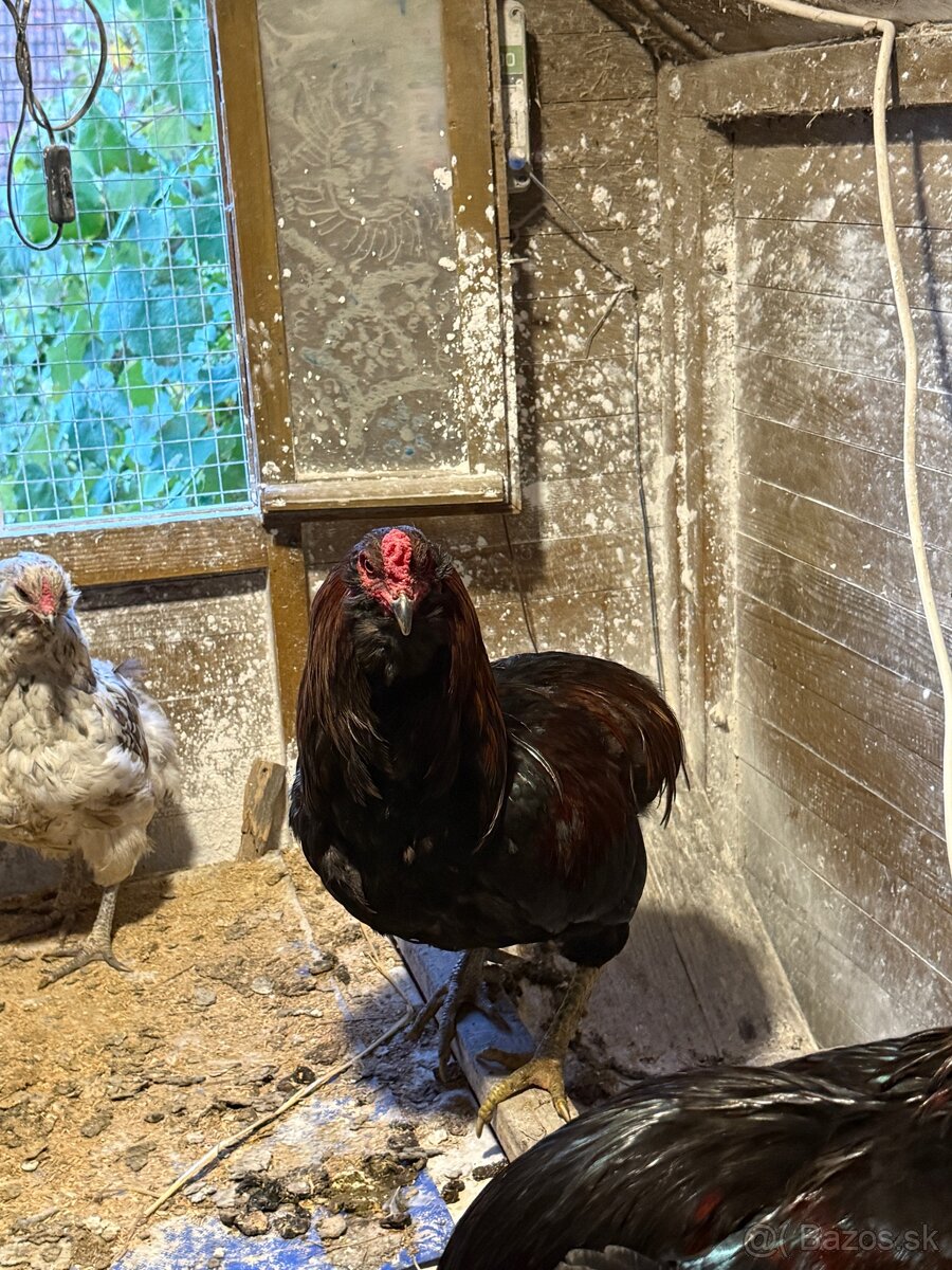 Predam araucana kohutov - 5