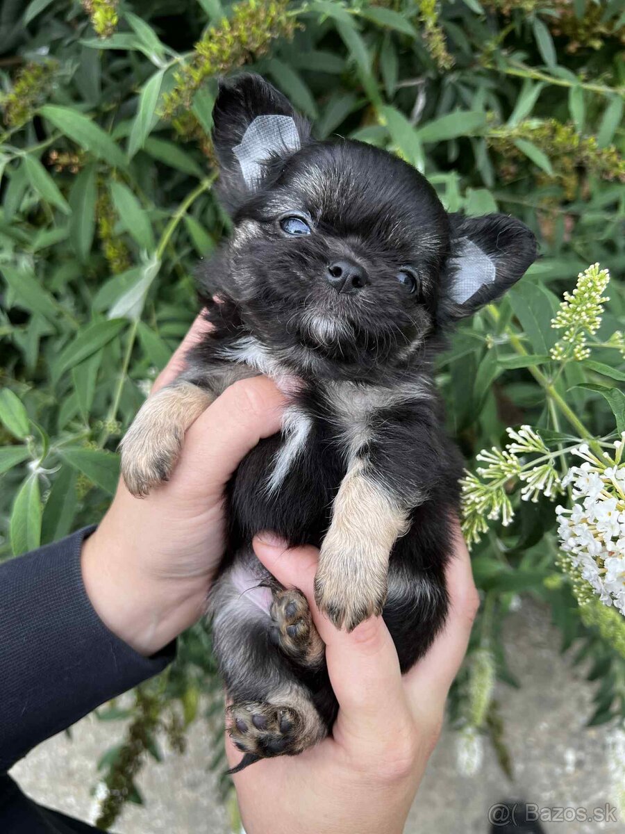 Šteniatko čivava s PP - 5