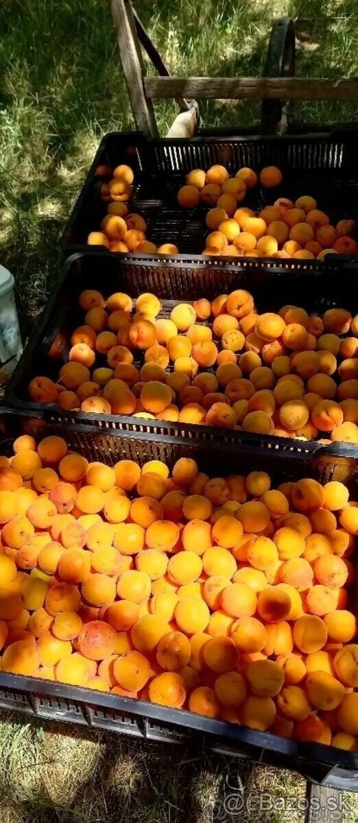 domáce džemy marhuľový, černicový, malinový, slivkový - 5