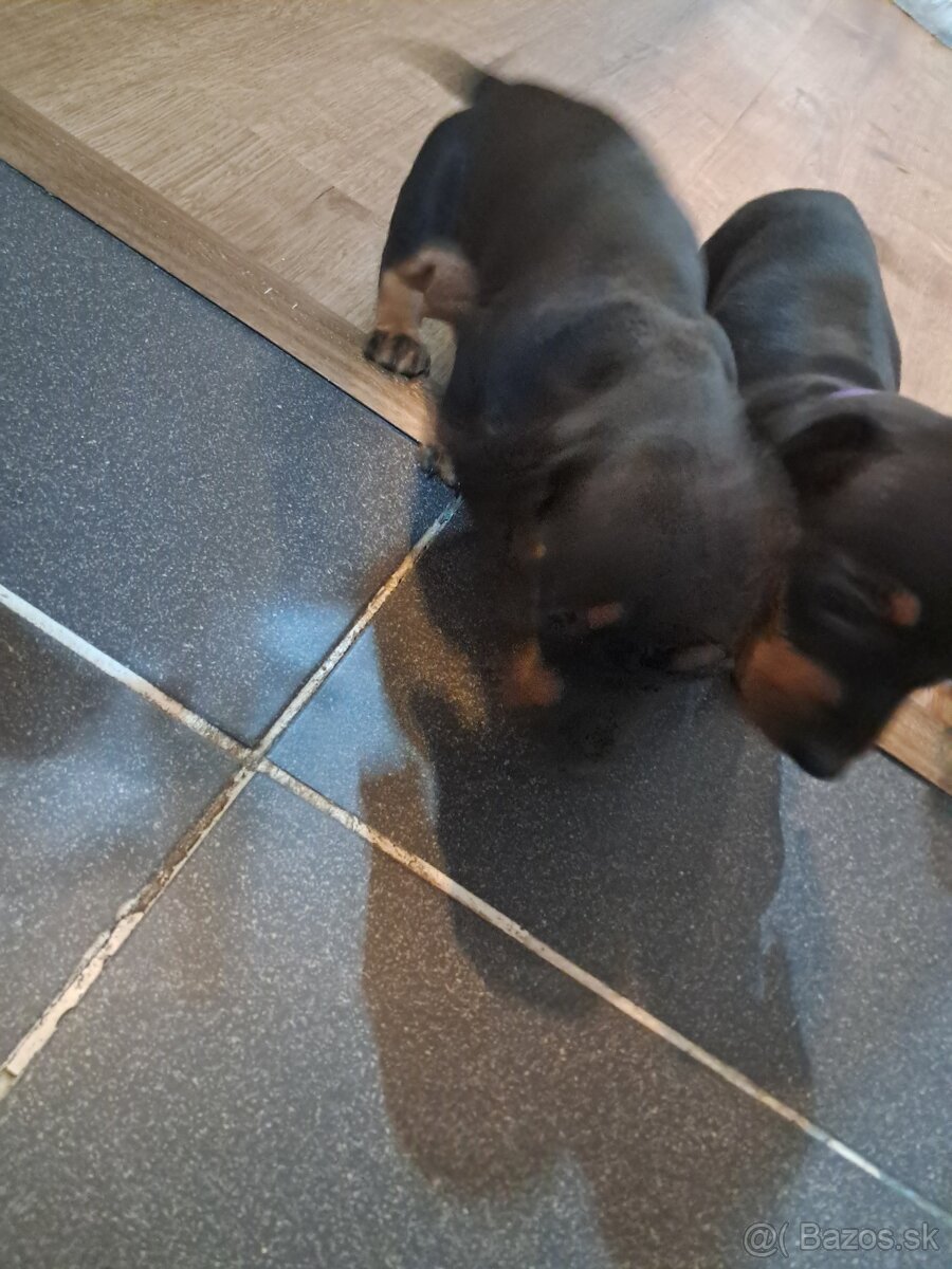 Predám jazvečikov - 5