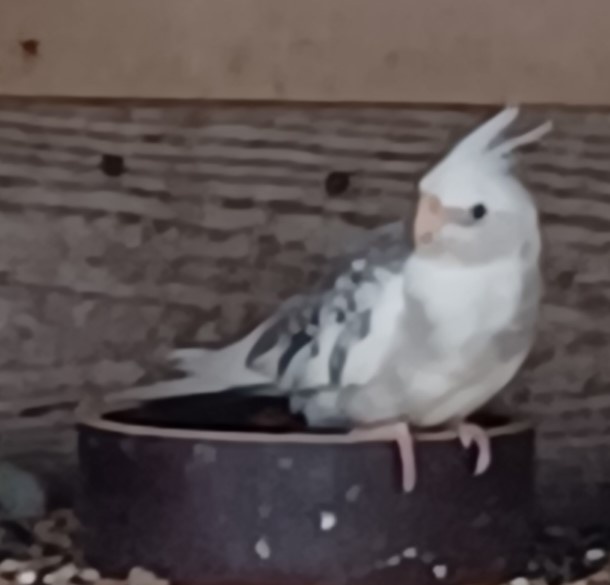 Predám papagájov : - 5