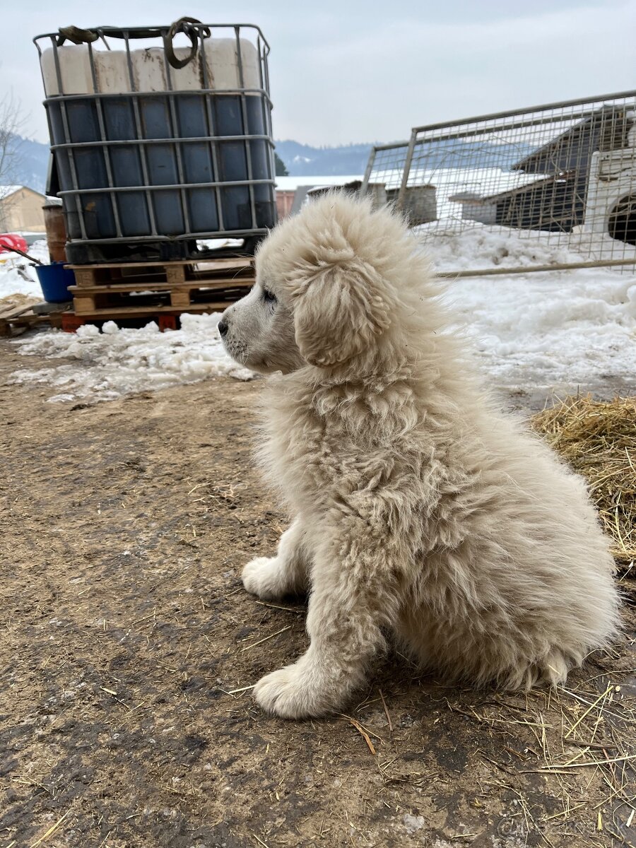 Predám psíka Slovenský čuvač - 5