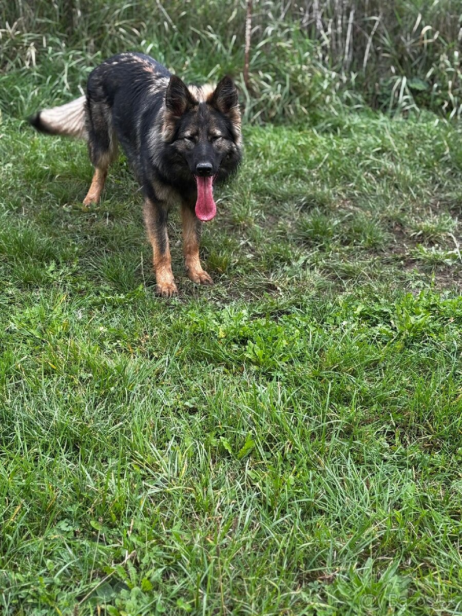 Predám sučku NO s PP - 5