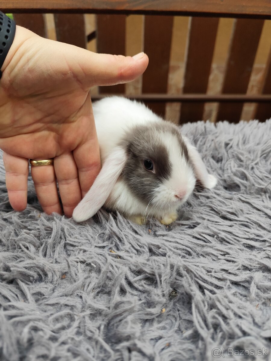 Zakrsly barancek satén samička s VP - 5