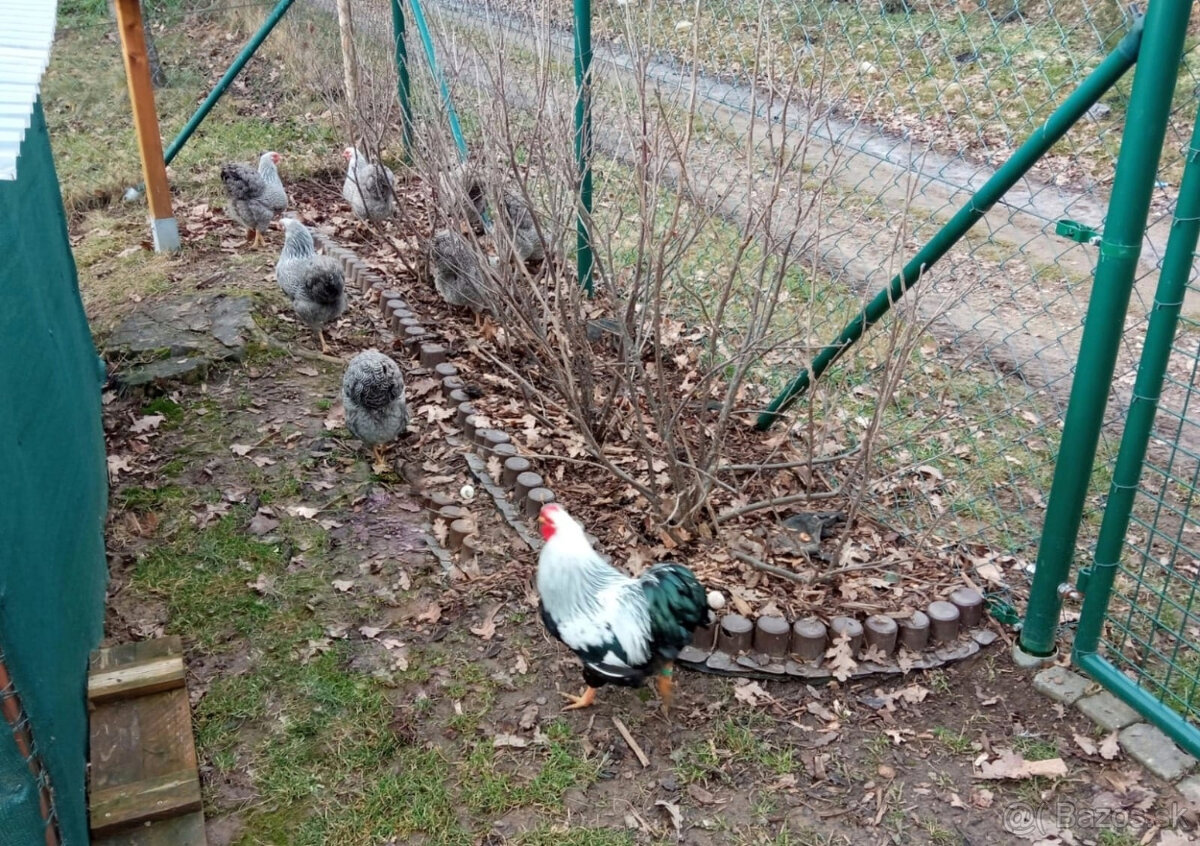 Nasadove vajcia (NV) - 5