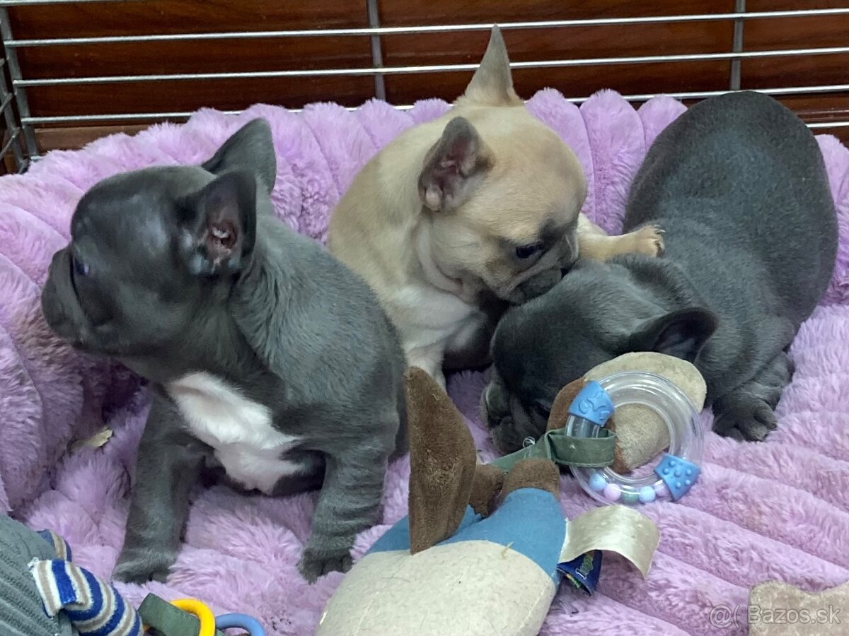 Francuzsky buldoček - 5