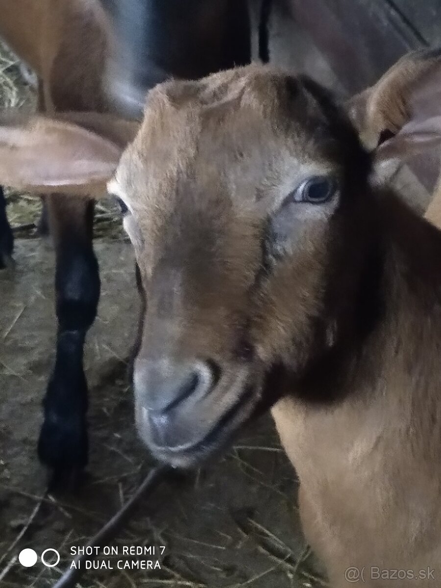Kozy na predaj - 5