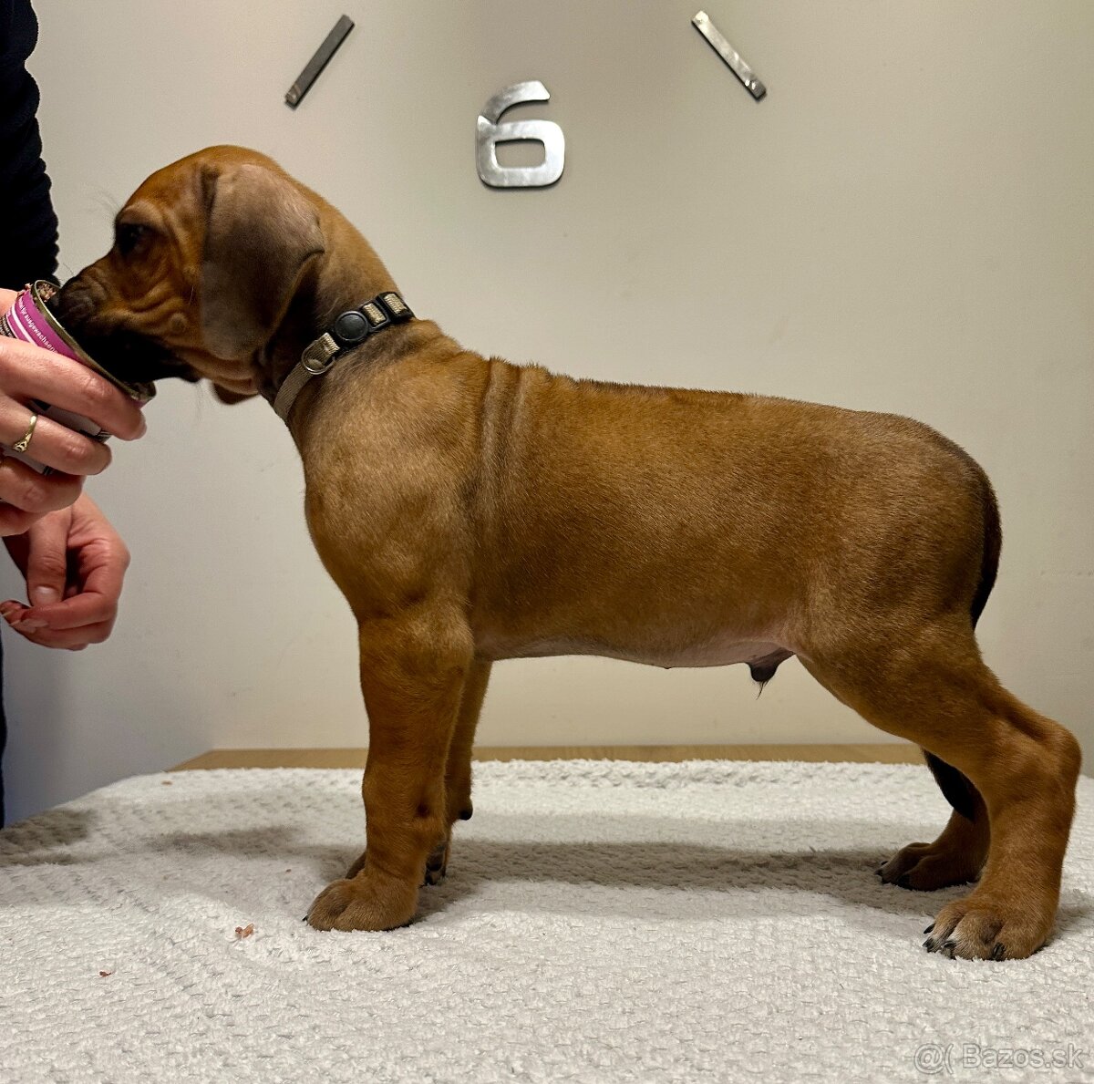 Rhodesian Ridgeback s preukazom pôvodu - 5