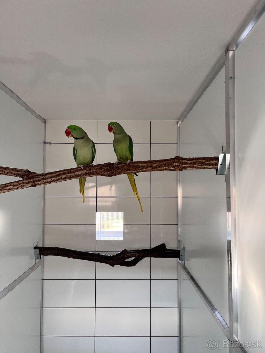 Alexander veľký - pár - 5