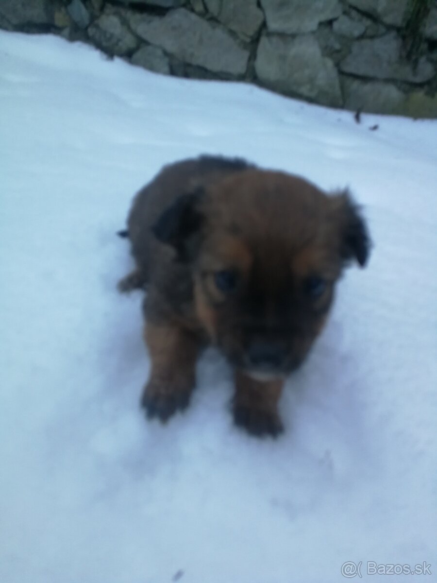 Predám šteniatka - 5