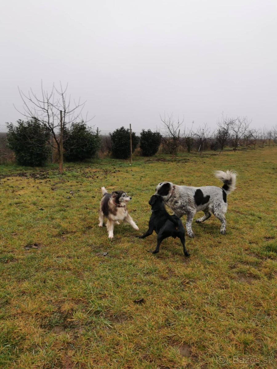 hotel pre psov, vycvik psov - 5