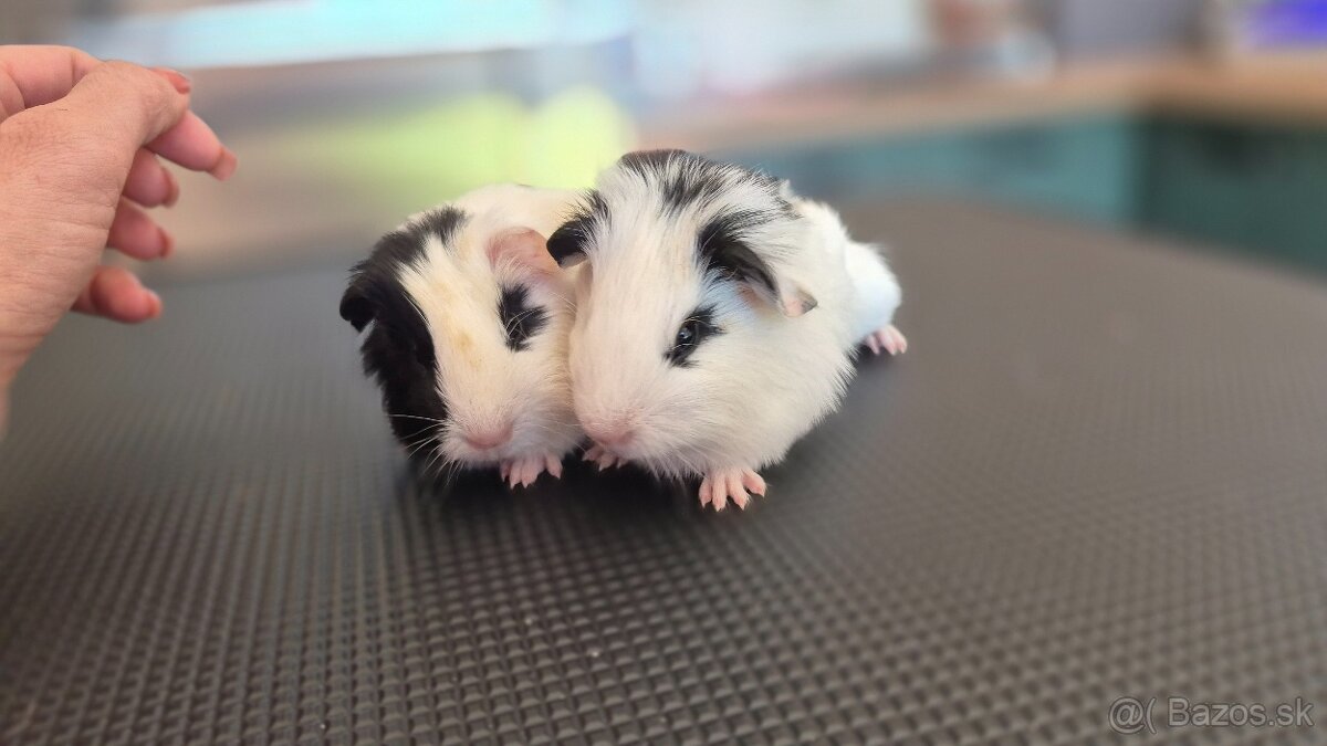 Dve samičky hladkosrsté morča hladaju domov - 5