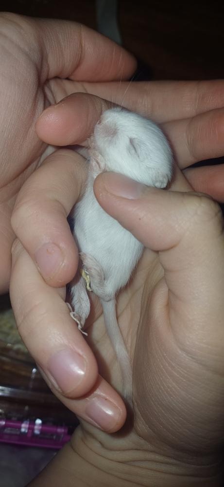 Predám pieskomilov + celé príslušenstvo - 5