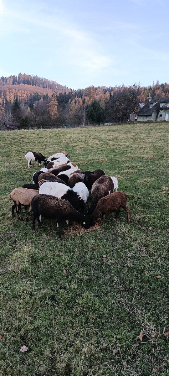 Prodám ovce kamerunské dorper - 5