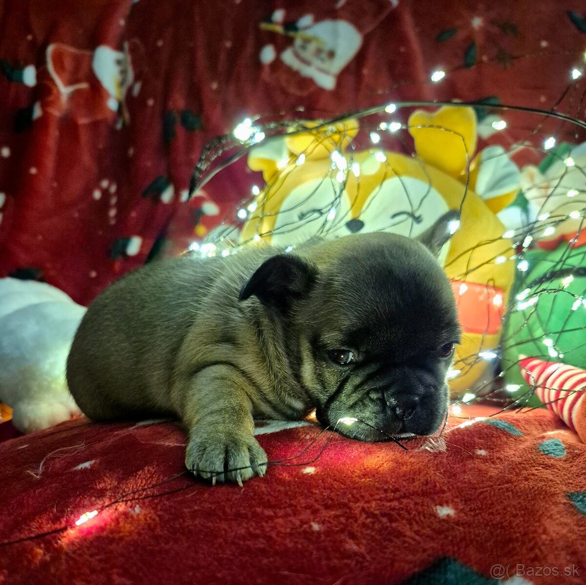 Francúzsky buldoček s PP - 5