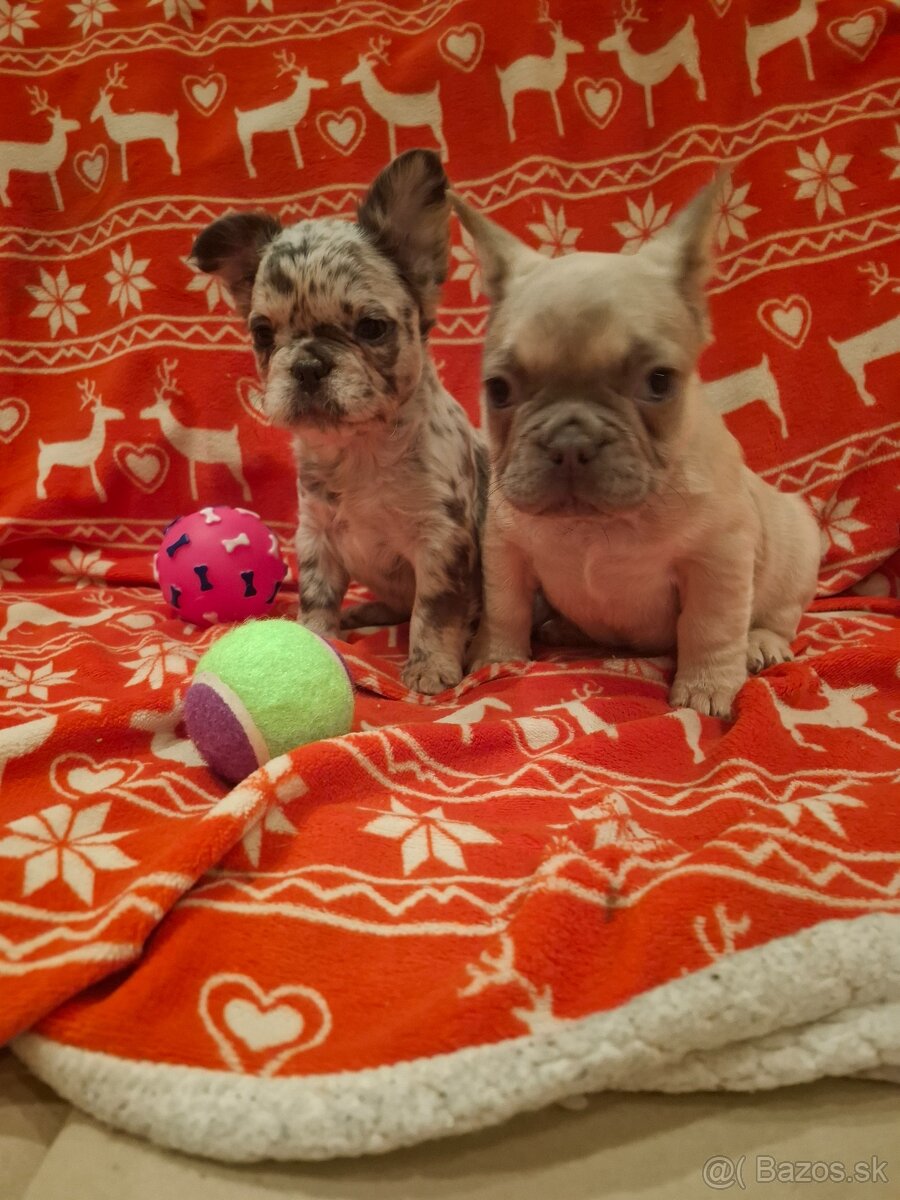 Francúzsky buldoček - 5