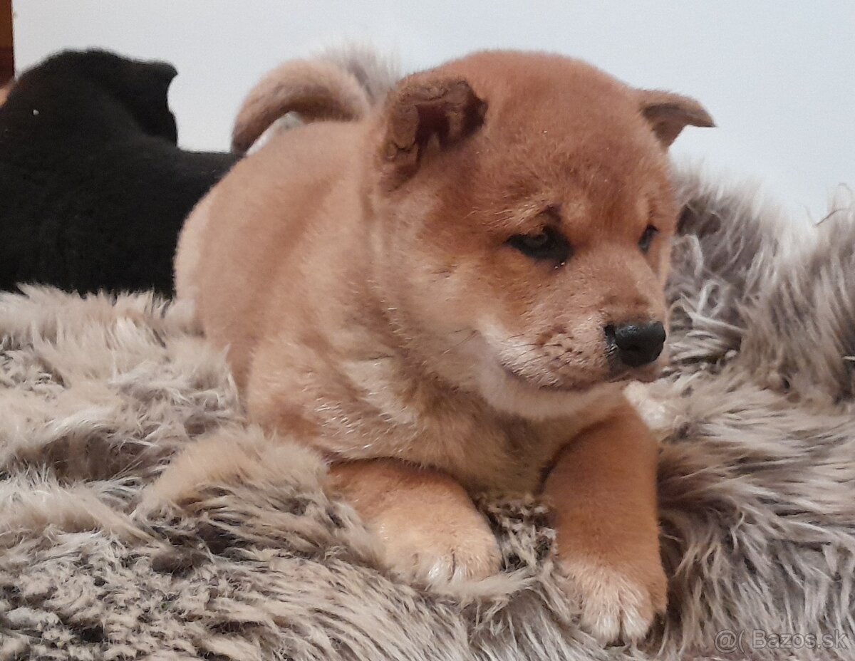 Shiba inu - 5