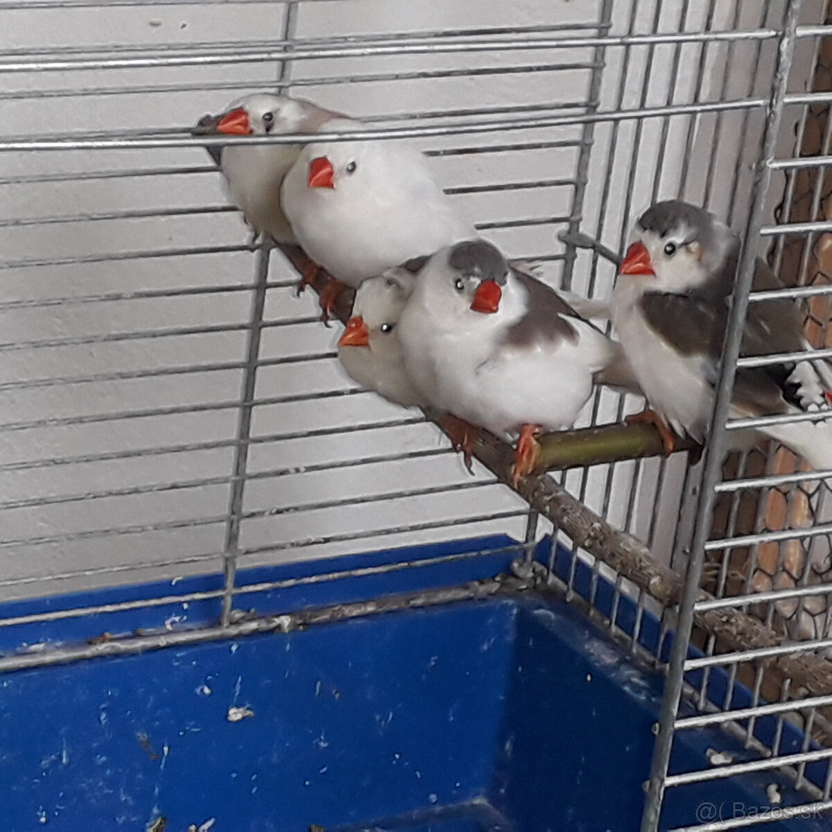 predám andulky a zebričky - 5